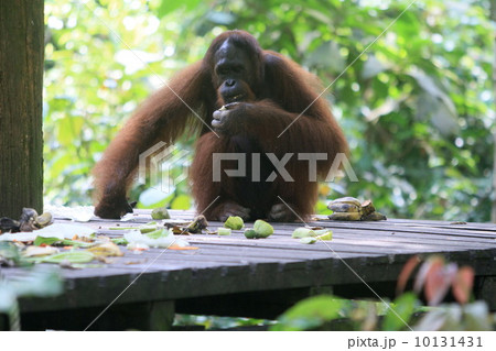 オランウータン 10131431