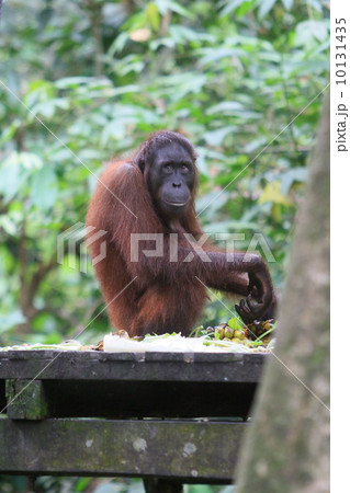オランウータン 10131435