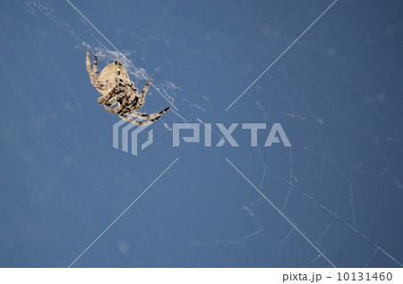 クモ 10131460