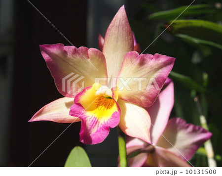 レオナーラ アップル ブロッサム レオナーラ アップル ブロッサム 10131500