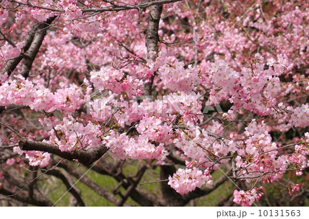 桜(ジンダイアケボノ) 桜(ジンダイアケボノ) 10131563