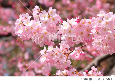 桜(ジンダイアケボノ) 桜(ジンダイアケボノ) 10131564