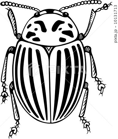 Colorado potato beetle 10131713