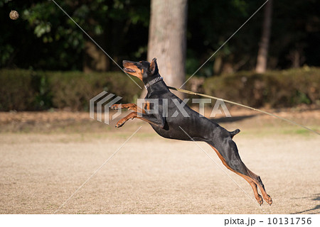 ジャンプするドーベルマン 10131756