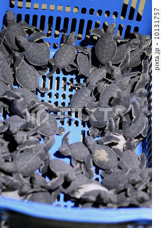 タートルアイランド 10131757