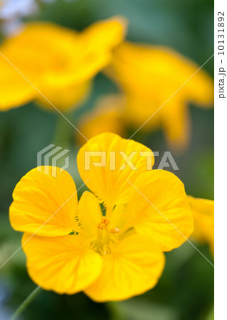 ナスタチウム ナスタチウム 10131892