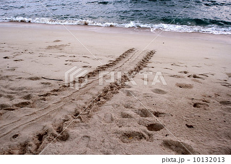 ウミガメの産卵 10132013