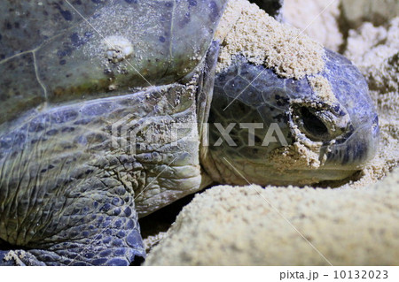 ウミガメの産卵の写真素材