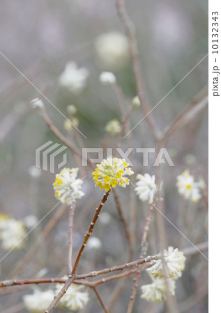 春の花 春の花 10132343
