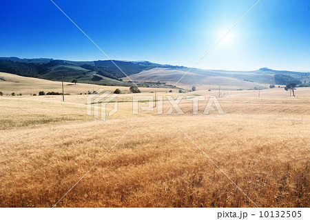 barley hills Tuscany, Italy 10132505