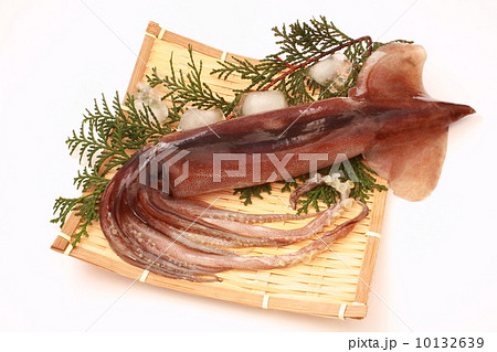 スルメイカ 生 白背景 スルメイカ 生 白背景 10132639