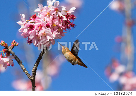ハチドリと桜 10132674