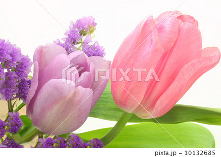 チューリップ スターチス 白背景 チューリップ スターチス 白背景 10132685