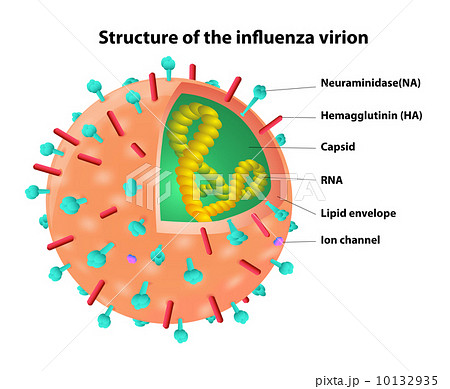 Structure of the influenza virion. Virus. Vector 10132935