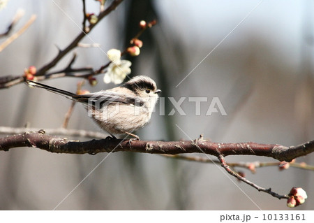 梅と小鳥エナガ 10133161