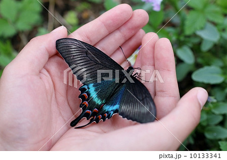 ミヤマカラスアゲハ 10133341