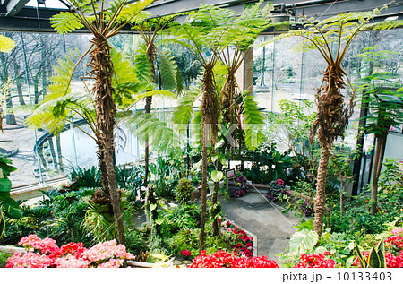 服部緑地都市緑化植物園 10133403