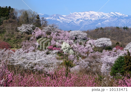 花見山と吾妻小富士 10133471