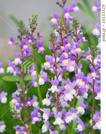 リナリア 10133529