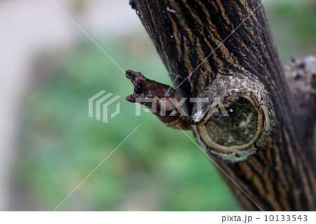 アゲハチョウの蛹 10133543