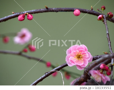 枝垂れ梅 10133551