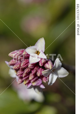 ジンチョウゲ（沈丁花） 10133789