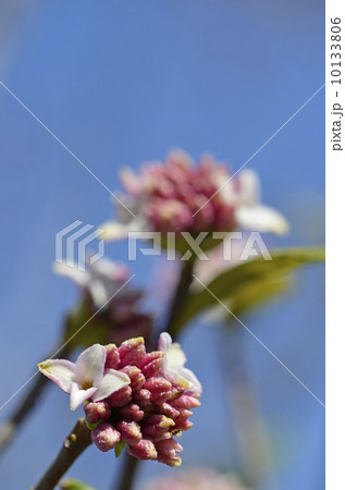 ジンチョウゲ(沈丁花) ジンチョウゲ(沈丁花) 10133806