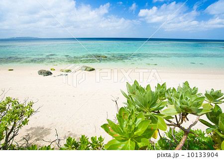 沖縄の海(大宜味村) 沖縄の海(大宜味村) 10133904