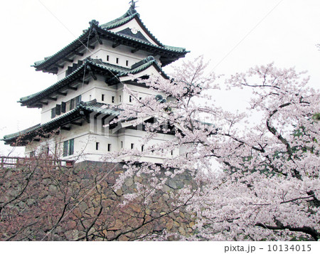 桜と弘前城 10134015