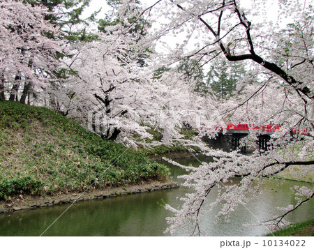 桜と弘前城 桜と弘前城 10134022