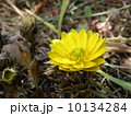 福寿草 10134284