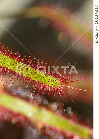 モウセンゴケ 10134317