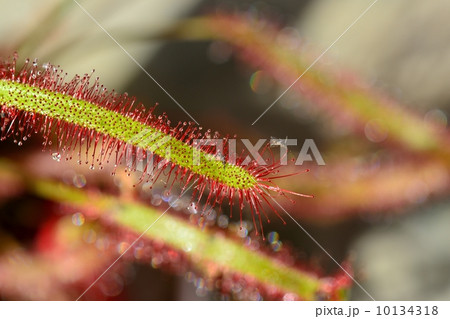 モウセンゴケ 10134318