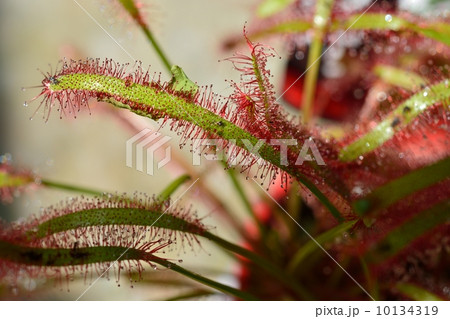 モウセンゴケ 10134319