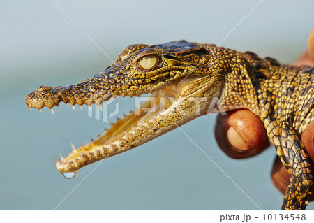 Baby crocodile 10134548