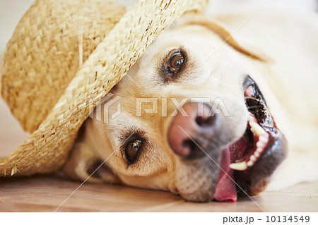 Dog with straw hat 10134549