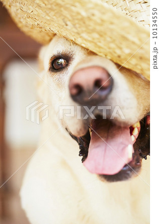 Dog with straw hat 10134550