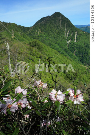 庚申山のシャクナゲと皇海山 10134556