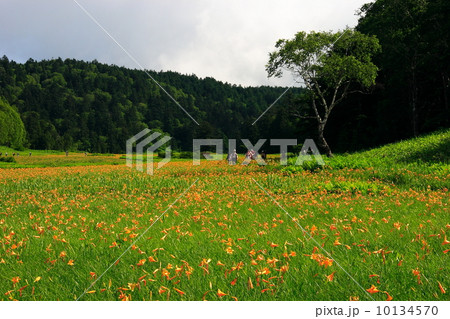 ニッコウキスゲ咲く尾瀬沼・大江湿原 10134570