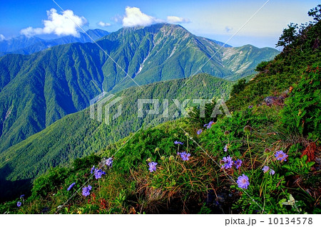 南アルプス・千枚岳からマツムシソウと赤石岳 南アルプス・千枚岳からマツムシソウと赤石岳 10134578