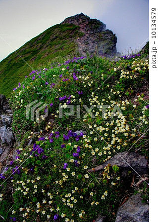 八ヶ岳・横岳稜線に咲く高山植物 10134579