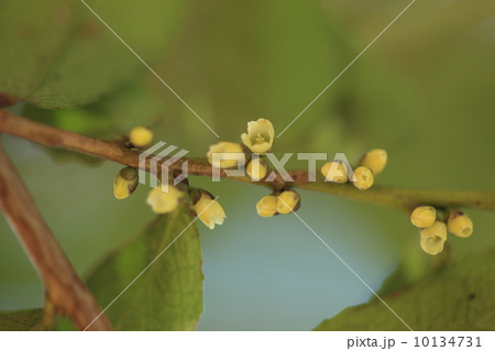 自然　植物　ヒサカキの雌花 10134731