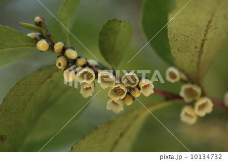 自然　植物　ヒサカキの雄花 10134732