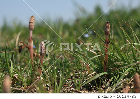 自然　植物　春の風物詩、土手道のツクシ③ 10134735