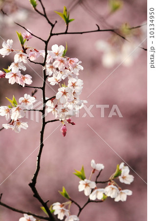 桜の花 10134950