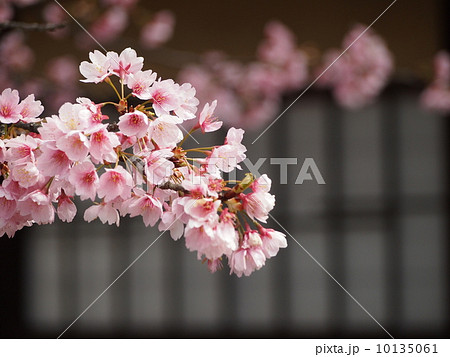 渉成園の桜 10135061