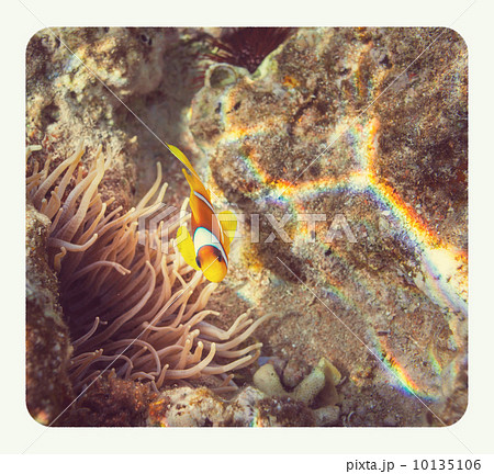 Coral fish 10135106