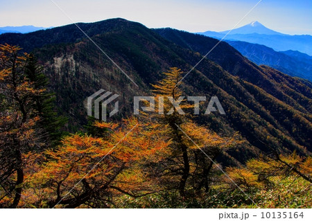 奥秩父・雁坂嶺のカラマツの黄葉と富士 奥秩父・雁坂嶺のカラマツの黄葉と富士 10135164