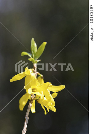 レンギョウ 10135297