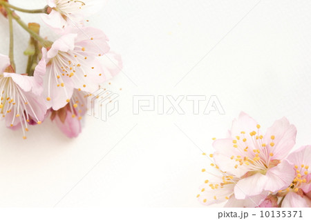 桜の花 10135371